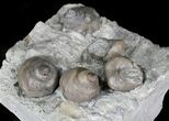 Fossil Gastropod (Cyclonema) Cluster - Ohio #23276-2